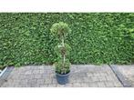 Cypress bonsai trio bol Sierboom (2x), Tuin en Terras
