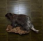 North American Porcupine - Taxidermie volledige montage -