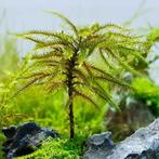 climacium japonicum In Vitro, Verzenden