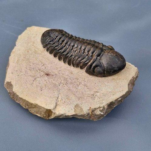 Trilobiet - Gefossiliseerd dier - Phacops rana africana -, Verzamelen, Mineralen en Fossielen