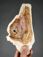 Fossiele palmplaat - Gefossiliseerd hout - 26.5 cm - 14.2 cm