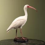Witte Ibis Taxidermie Opgezette Dieren By Max, Verzamelen, Dierenverzamelingen, Ophalen of Verzenden, Nieuw, Vogel, Opgezet dier
