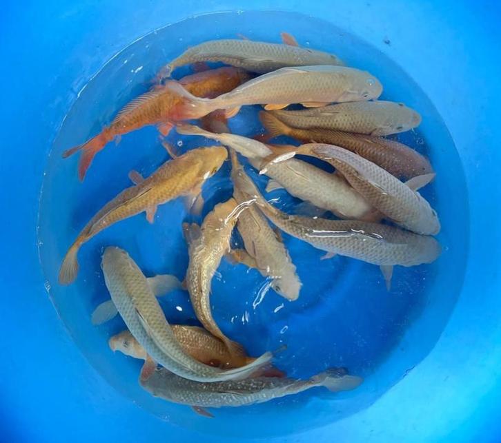 Hirasawa Marusei 28-35cm (Japanse Koi), Jardin & Terrasse, Étangs, Enlèvement ou Envoi