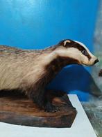 Blaireau Support de corps entier pour taxidermie - Meles, Nieuw