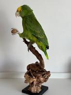 Dubbele Geelkop Amazone Papegaai Taxidermie volledige, Verzamelen, Dierenverzamelingen, Nieuw