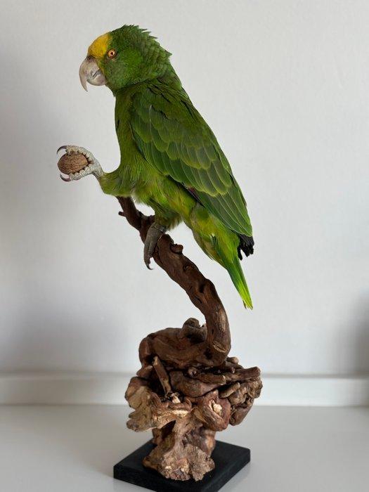 Dubbele Geelkop Amazone Papegaai Taxidermie volledige, Verzamelen, Dierenverzamelingen