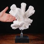 Centre de table  - Superbe Branche de Corail Blanc -, Verzamelen, Nieuw