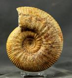 Ammonite bathonienne magnifiquement préparée - Animal, Collections, Minéraux & Fossiles