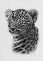 Schu - Leopard cub
