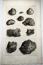 Maria Sibylla Merian; Georg Eberhard Rumphius - Exotic Sea