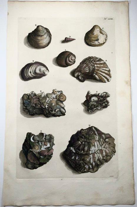 Maria Sibylla Merian; Georg Eberhard Rumphius - Exotic Sea, Antiek en Kunst, Antiek | Boeken en Manuscripten