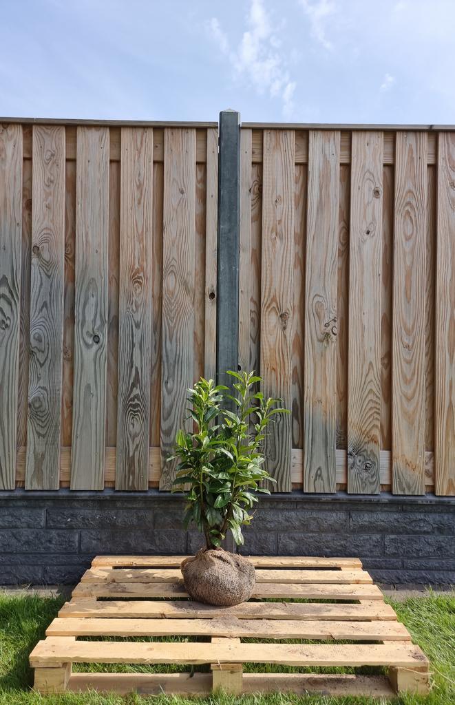 Laurier - Prunus Laurocerasus Genolia- Haagplanten, Tuin en Terras, Planten | Struiken en Hagen, Ophalen of Verzenden