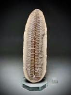 Verbazingwekkende zeer grote fossiele varen uit Mazon Creek,