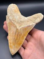 Megalodon - Fossiele tand - Carcharias Megalodon - 13.8 cm -, Verzamelen