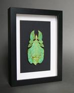 Phasme feuille Support de corps entier pour taxidermie -