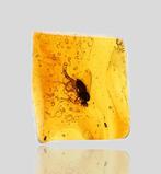 Baltische barnsteen - Gedetailleerde Dolichopodidae, Verzamelen