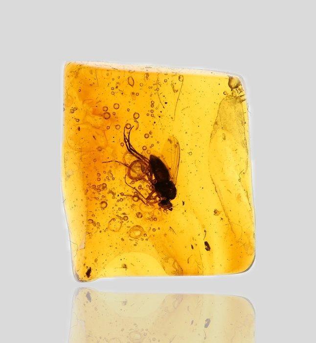 Baltische barnsteen - Gedetailleerde Dolichopodidae, Verzamelen, Mineralen en Fossielen