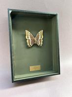 Vlinder Taxidermie volledige montage - Charaxes jasius - 26