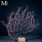 Natuurlijke zwarte Gorgonia - Een moderne Wunderkammer -