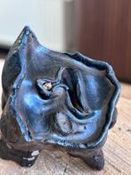 Wolharige neushoorn - Fossiele tand - Coelodonta, Collections