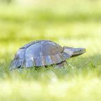 sculptuur, Schildpad - 150 mm - Metaal, Antiek en Kunst
