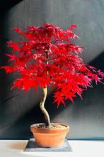 Japanese maple bonsai (Acer palmatum) - Hoogte (boom): 68 cm