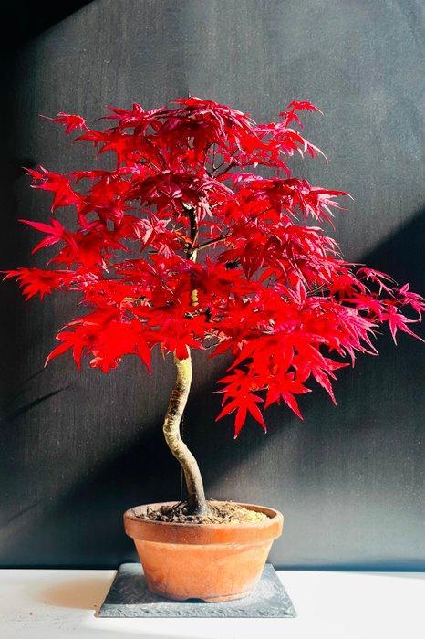 Japanese maple bonsai (Acer palmatum) - Hoogte (boom): 68 cm, Antiek en Kunst, Curiosa en Brocante