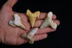 Ancêtre Megalodon de haute qualité - Dent fossile - Otodus