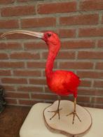 Rode ibis Taxidermie volledige montage - eudocimus ruber -, Nieuw