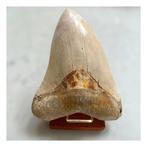 Megalodon - Fossiele tanden - 129 mm - 102 mm, Verzamelen, Mineralen en Fossielen