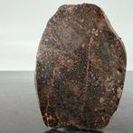 Winonaite NWA 13640 Primitive Achondrite, zeer zeldzaam XXL