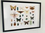 Vlinders en Insecten Taxidermie wandmontage - Zie de