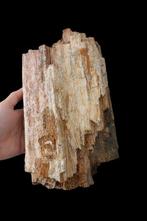 Fossiele houten stam 5 kg - Fossiel fragment (Zonder