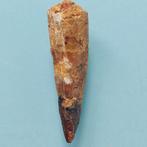 Dinosaurus - Fossiele tand - Spinosaurus aegyptiacus - 80 mm