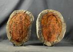 Énorme trilobite fossile - Animal fossilisé - Cambropallas