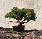 Jeneverbes bonsai (Juniperus) - Hoogte (boom): 17 cm -, Antiek en Kunst