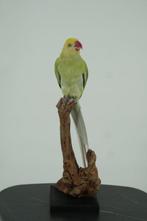 perruche ondulée Support de corps entier pour taxidermie -