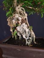 Serissa – Pièce de collection - Hauteur (arbre) : 25 cm -
