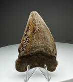 Witte haai - Fossiele tand - 6 cm - 4 cm, Verzamelen