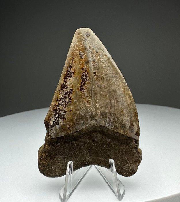 Witte haai - Fossiele tand - 6 cm - 4 cm, Verzamelen, Mineralen en Fossielen