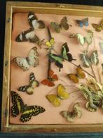 Vlinder Taxidermie wandmontage - other - 36 cm - 60 cm - 7