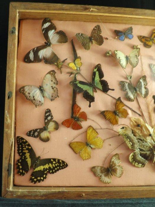 Vlinder Taxidermie wandmontage - other - 36 cm - 60 cm - 7, Antiek en Kunst, Curiosa en Brocante