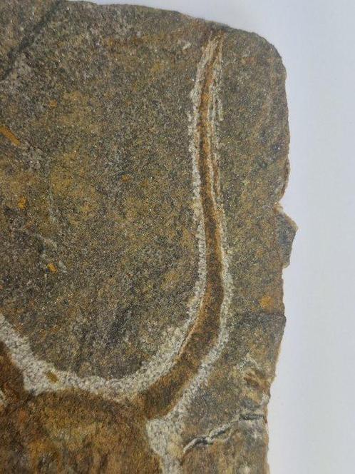Échinodermes - Animal fossilisé - 18 cm (Sans Prix de, Verzamelen, Mineralen en Fossielen