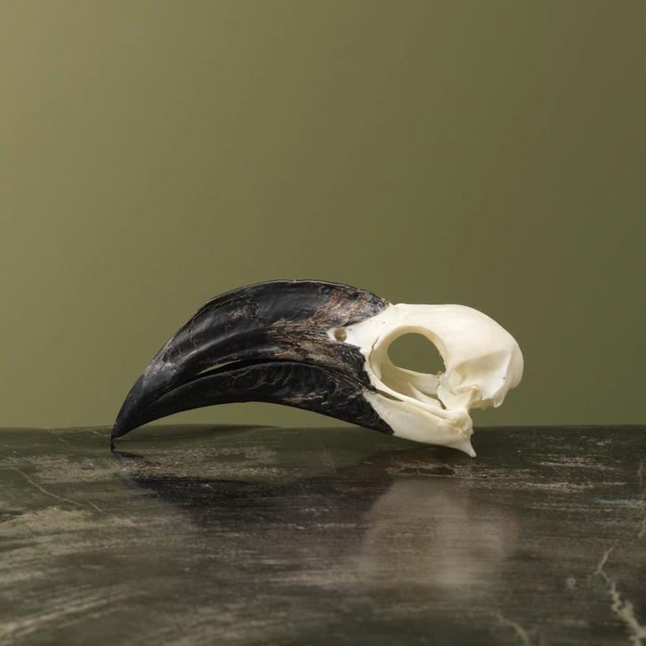 Von der Deckens Tok V Schedel, Verzamelen, Dierenverzamelingen, Opgezet dier, Nieuw, Vogel, Ophalen of Verzenden