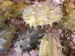 Cucumis kiwano metuliferus sierkomkommertjes zaden, Hobby en Vrije tijd, Knutselen, Nieuw