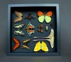 Vlinder Taxidermie volledige montage - Phoebis x Papilio, Nieuw