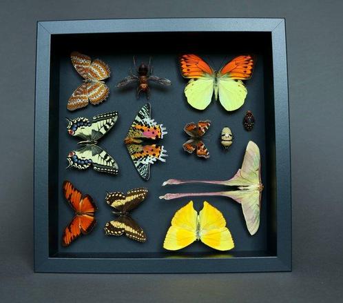Vlinder Taxidermie volledige montage - Phoebis x Papilio, Verzamelen, Dierenverzamelingen