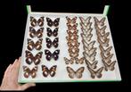 Large Butterfly collection - many species from Sulawesi -