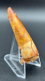 Spinosaurus - Fossiele tand - Cretaceous Spinosaurus Tooth –