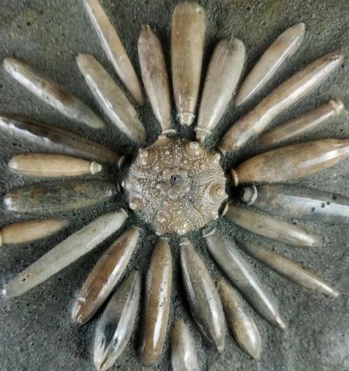 Hogere kwaliteit fossiele zeekat!!! - Schelp met radiolen -, Verzamelen, Mineralen en Fossielen